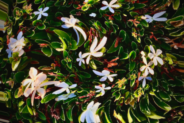 white jasmine shrub with trippy effect- photo by Tierney Brannigan