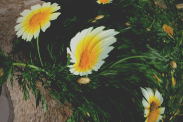 white and yellow daisies in bloom with trippy effect - photo by Tierney Brannigan