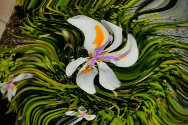 white, gold, and purple iris in bloom with trippy effect - photo by Tierney Brannigan