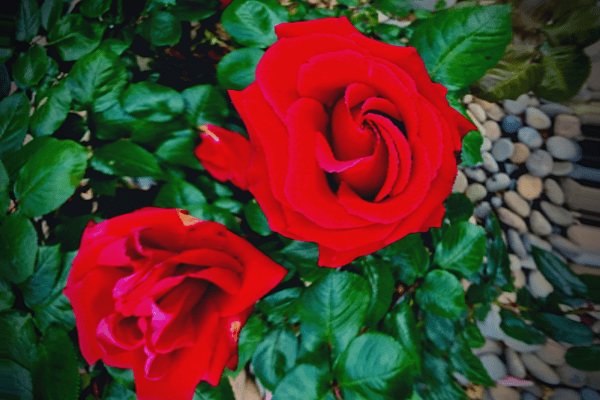 scarlet red roses with trippy effect- photo by Tierney Brannigan
