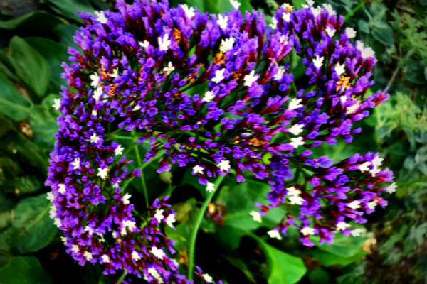 purple and white winged beach lilac with trippy effect- photo by Tierney Brannigan