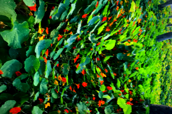 grove of nasturtiums with trippy effect- photo by Tierney Brannigan