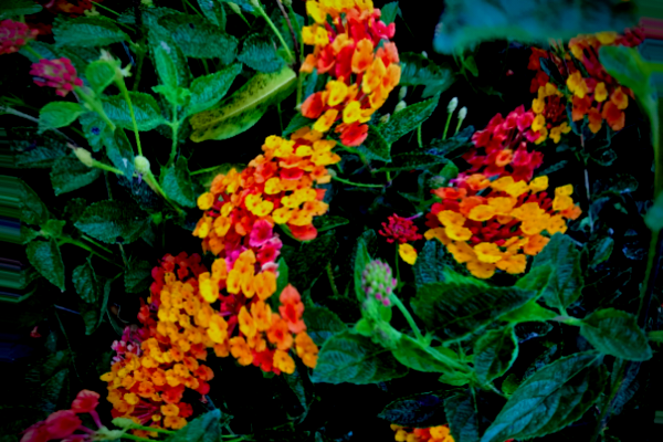 red, orange, and yellow lantana in bloom with trippy effect - photo by Tierney Brannigan