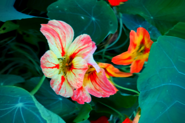yellow, peach, and red nasturtium with trippy effect- photo by Tierney Brannigan