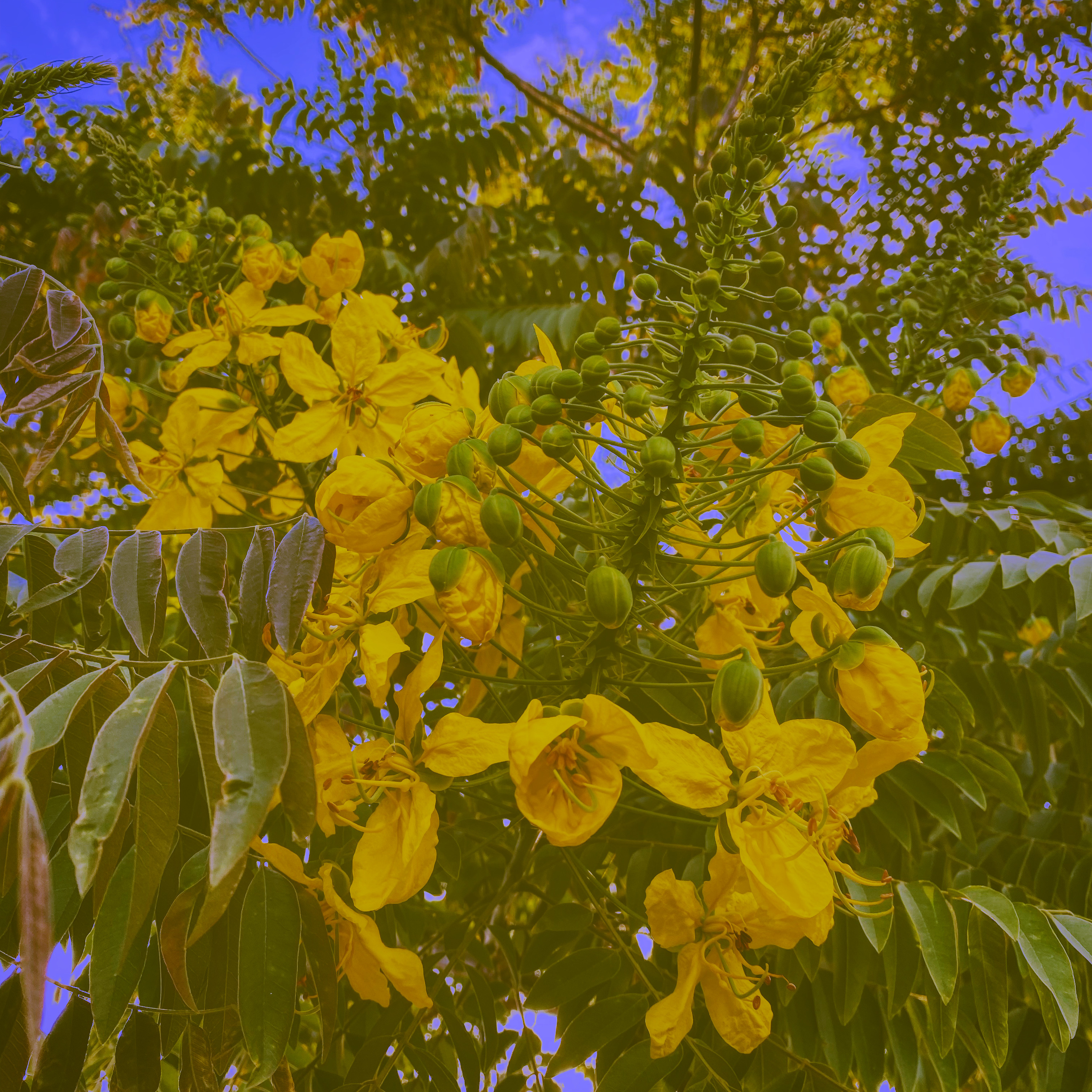 Gold medallion tree flowers
