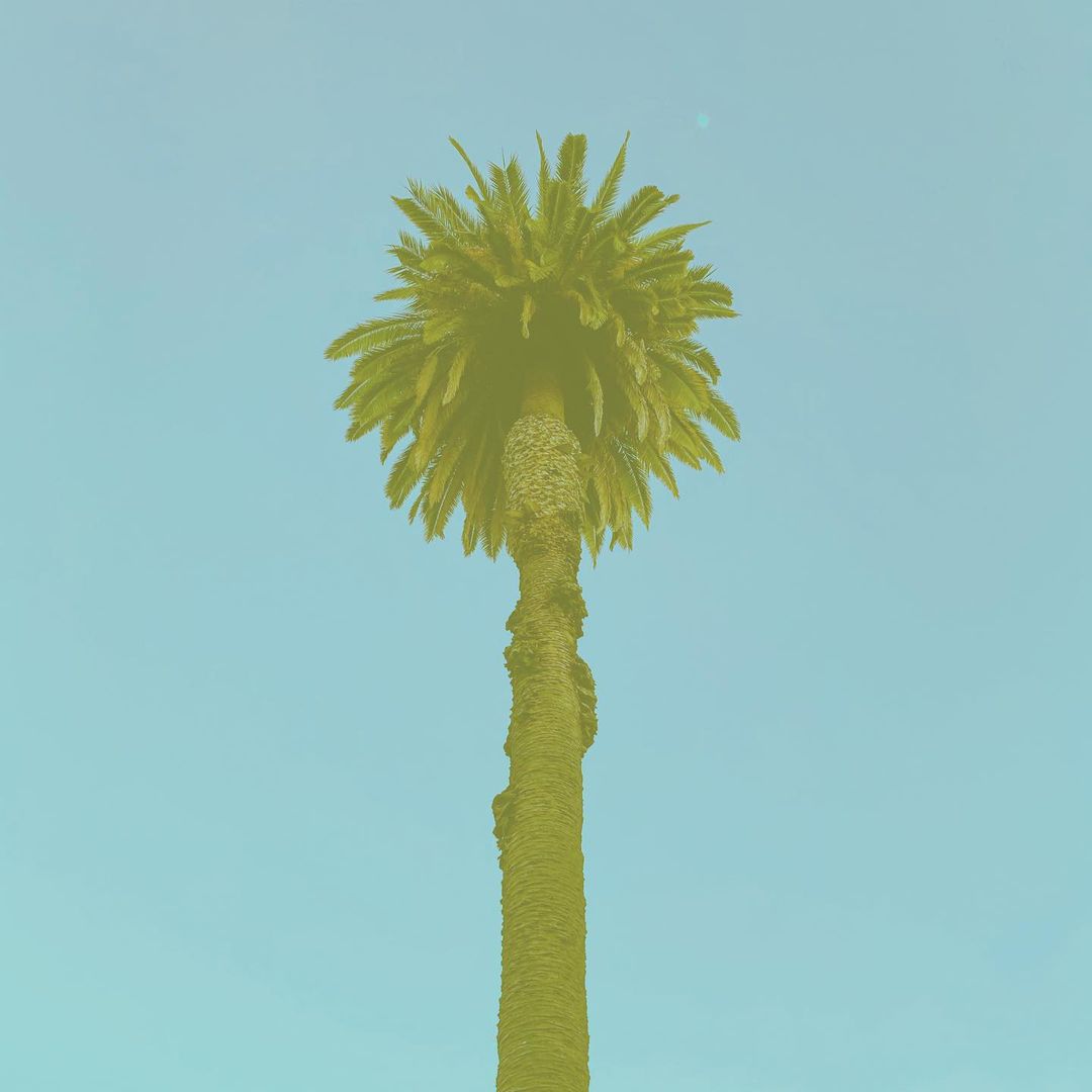 palm tree with blue filter