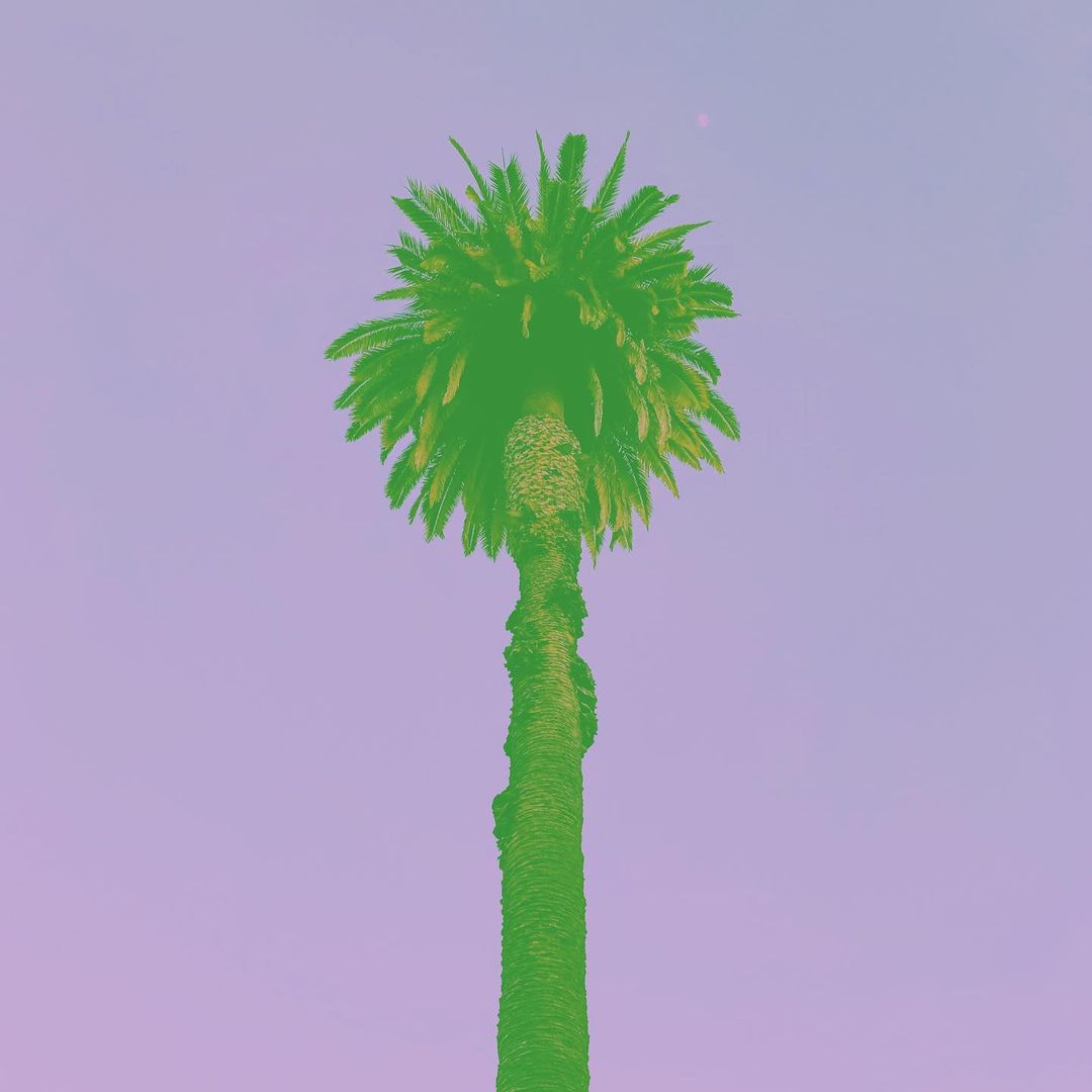 Palm tree with green filter