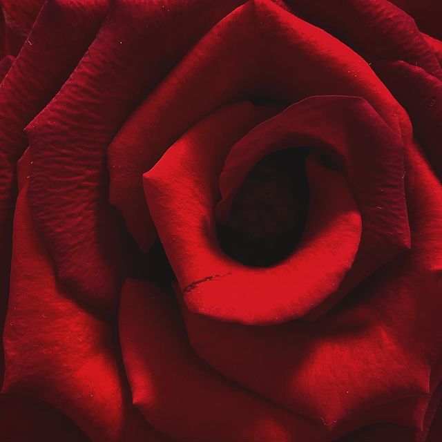 zoomed in photo of rose