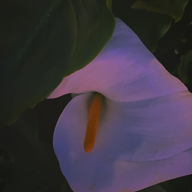 calla lily