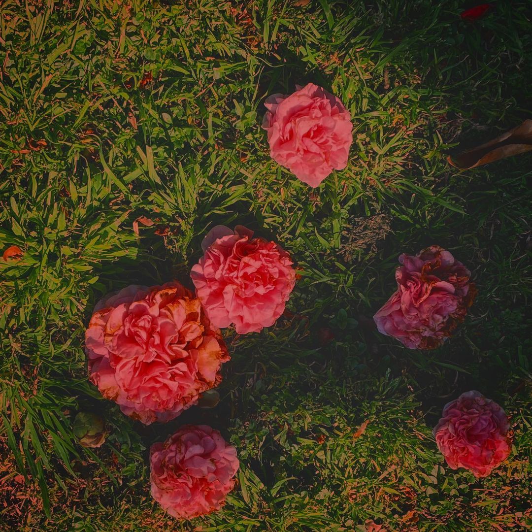 pink camellia flowers
