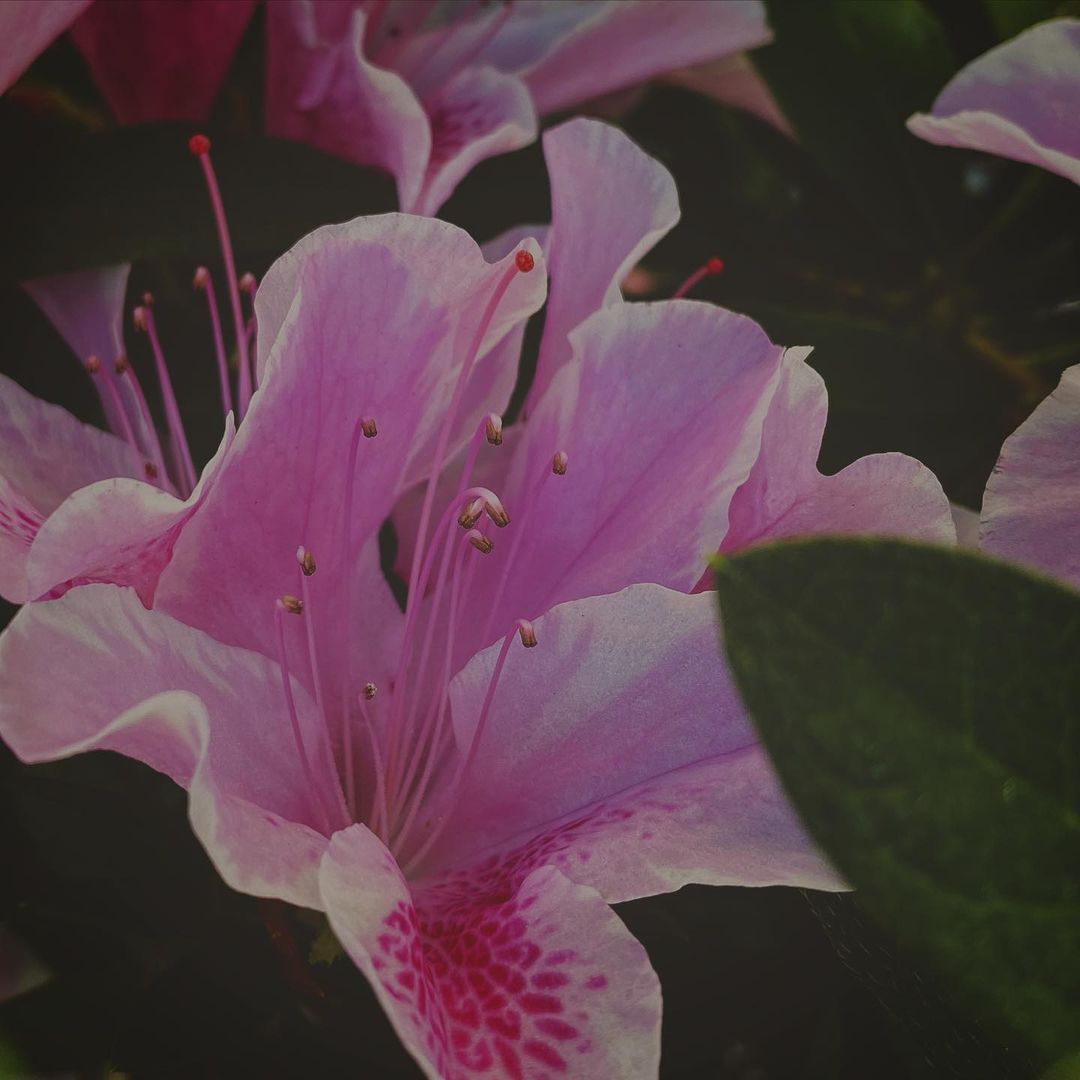 pink Azalea flower in bloom