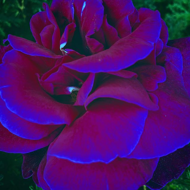 rose with neon filter