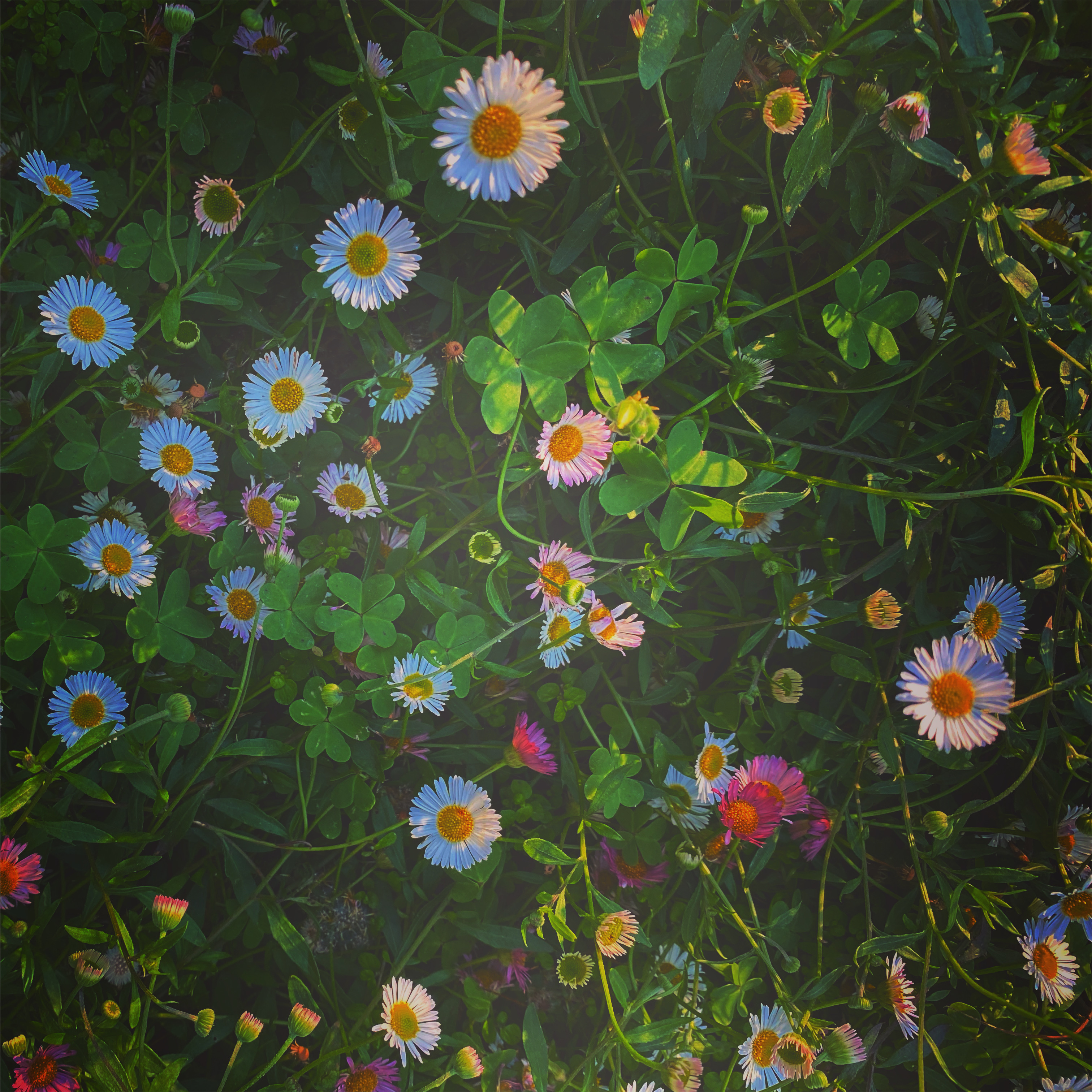 small white and pink flowers against grassy background