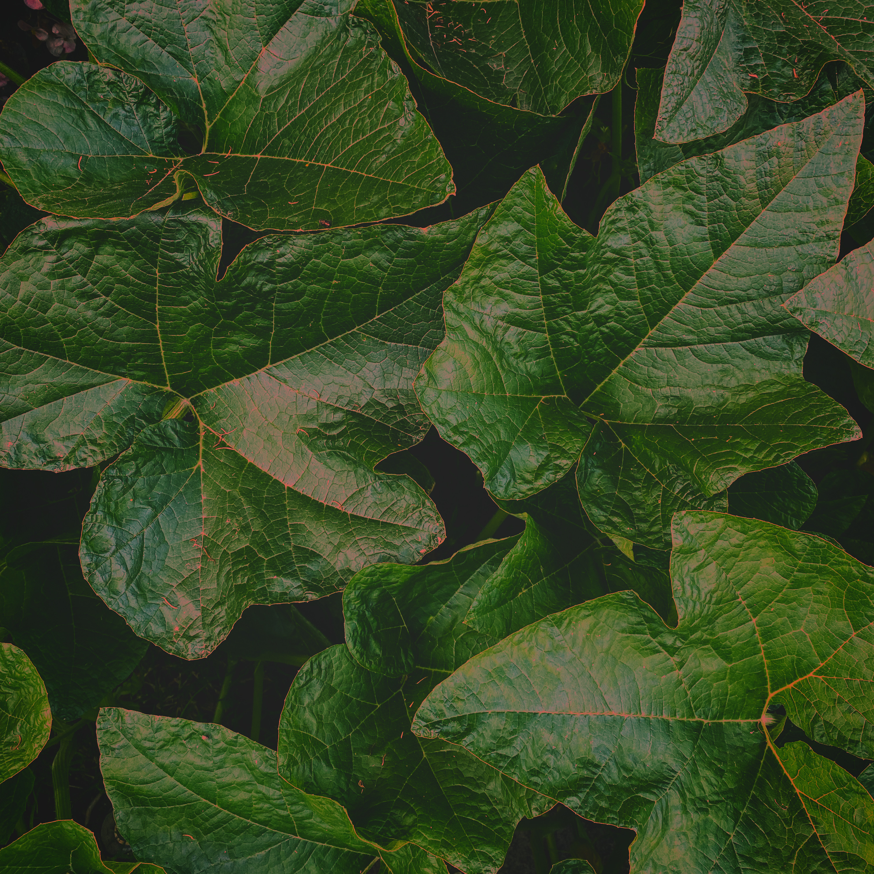 leaves with pink veins